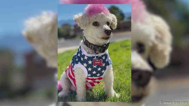 Albuquerque woman loses dog while away for Army training