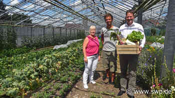 Gemüseanbau für Abonnenten in Boll: Neues Geschäftsmodell in alten Gewächshäusern - SWP