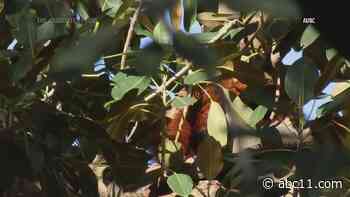 Red panda escapes Australian zoo, found 2 days later in nearby fig tree: Video