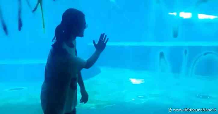 Blitz di Ultima Generazione all’Acquario di Genova, mani incollate alle vasche dei delfini: “Stop allo spreco d’acqua”