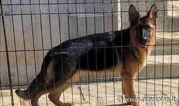 Saronno, due cani a spasso per la città: “arrestati” - La Prealpina