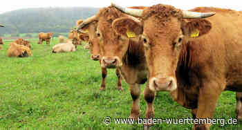 Totes Rind in der Gemeinde Bernau aufgefunden