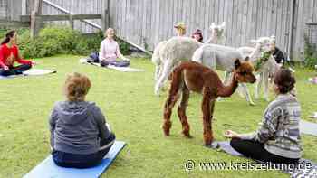 Yoga auf dem Alpakahof in Oyten - Landkreis Verden - kreiszeitung.de