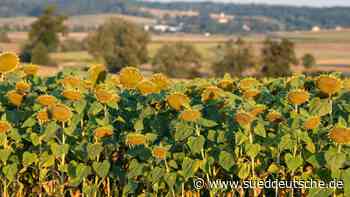 Agrar - Bayreuth - Trockenheit: Verband fordert Soforthilfe für Landwirte - Bayern - SZ.de - Süddeutsche Zeitung - SZ.de