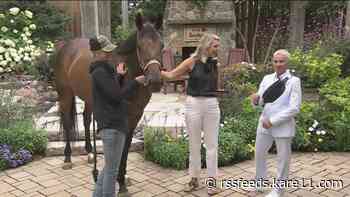 New purpose for retired race horses