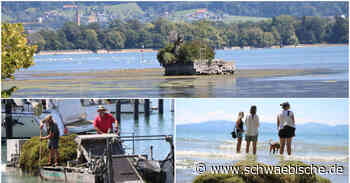 Lindau: Algenteppiche im Bodensee vor Lindau - Schwäbische