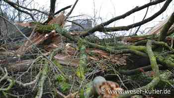 Baum ab in Lilienthal: Kahlschlag an der alten Seeberger Mühle - WESER-KURIER
