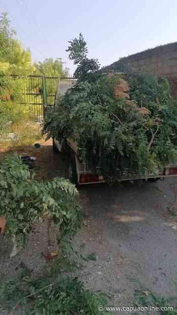 Capua. Rimosso il ramo dell'albero caduto in via Pomerio - Capuaonline.com