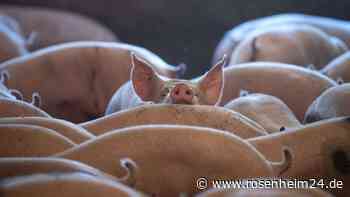 FDP unterstützt Tierwohlabgabe auf Fleisch