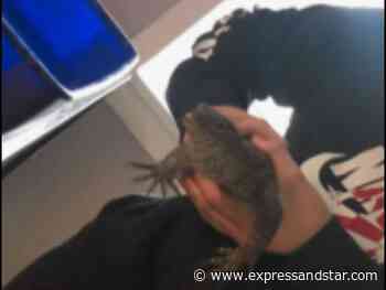 5ft pet lizard on the loose in Dudley after escaping its enclosure - Express & Star