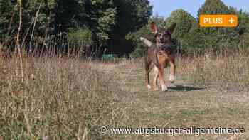 Neuer Vorstoß: Kommt die Leinenpflicht für Hunde auf Augsburger Heiden?