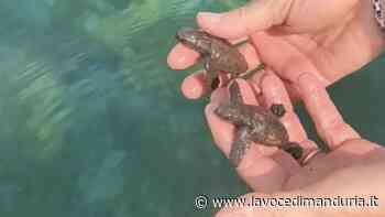 Caretta Caretta, il miracolo della vita al Lido dei Cavalieri a Campomarino IL VIDEO - La Voce di Manduria