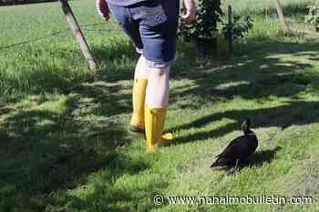 VIDEO: Lonely B.C. duck follows humans around after coyotes kill her friends