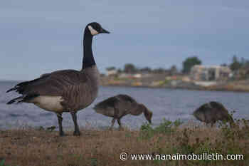 Canada goose poop problem in Greater Victoria needs new solutions, experts say