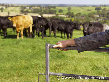 Higher inputs costs and feed costs face cattlemen