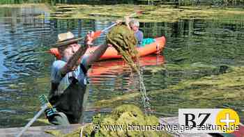 Ehrenamtler fischen Algen aus Glockenkampteich in Königslutter - Braunschweiger Zeitung