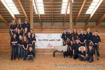 Beef and Sheep Club raises 4-H Charity Lamb - Cochrane Times