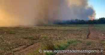 Brindisi, a fuoco 3 ettari di vegetazione alle Saline: lunghe colonne di fumo - La Gazzetta del Mezzogiorno