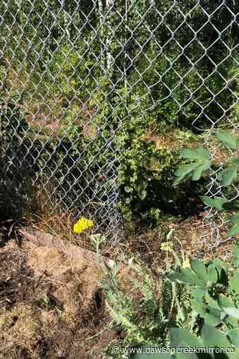Community gardens vandalized - Dawson Creek Mirror