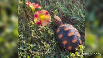 Child's pet tortoise stolen off front porch by FedEx driver, Lee County sheriff says