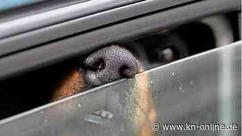 Eingesperrt in überhitztem Auto: zwei Hunde gestorben