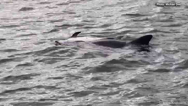 VIDEO: Dolphin pushes dead calf through Florida waters