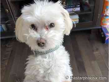 Sask. man pleads guilty to animal cruelty in dog's death, awaits sentencing