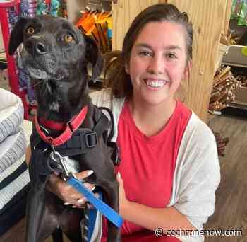 Dog breeding facility development halted - CochraneNow.com