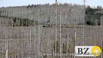 Brandgefahr durch totes Holz – Umdenken im Harz?