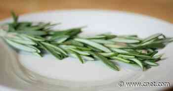 Slash Your Grocery Bills by Growing Your Own Herbs at Home     - CNET