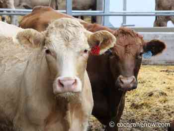 Canadian beef industry making progress on 2020-24 National Strategy - CochraneNow.com