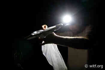 Can these scientists save the Bethany Beach firefly from extinction? - witf.org