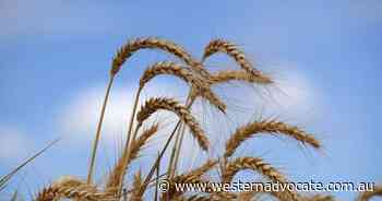 Wheat would save Aust from nuclear famine - Western Advocate