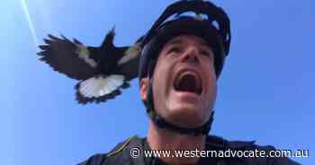 Magpie swooping season: Victims share their stories - Western Advocate