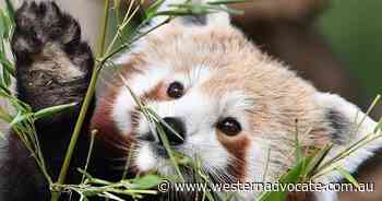 Red panda escape sparks zoo security check - Western Advocate