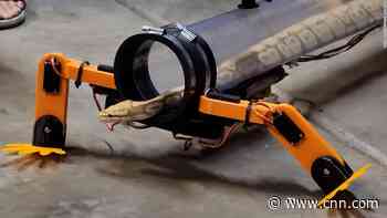 Watch snake walk using robotic legs