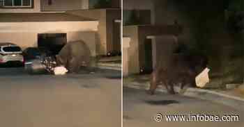 Captaron a un oso negro que buscaba comida en Monterrey - Infobae America