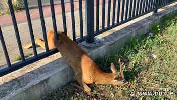 Hildesheim: Feuerwehr rettet Reh aus Brückengeländer - NDR.de