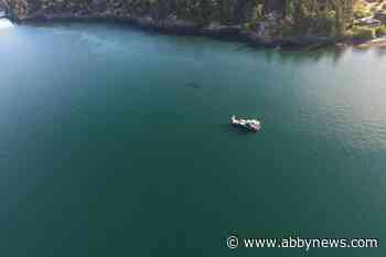 Fear for B.C.’s endangered orcas after U.S. boat sinks with 10,000 litres of fuel