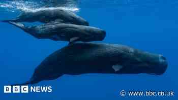 Leaders make fifth attempt to pass UN Oceans Treaty