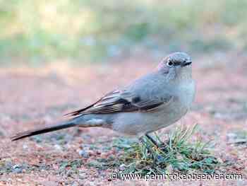 BIRDWATCH: Still waiting for first confirmed Townsend's Solitaire sighting in Renfrew County - Pembroke Observer and News