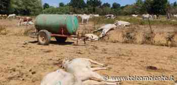 Strage di mucche a Cuneo, gli esperti: intossicate da una tossina per colpa della siccità - TeleAmbiente TV