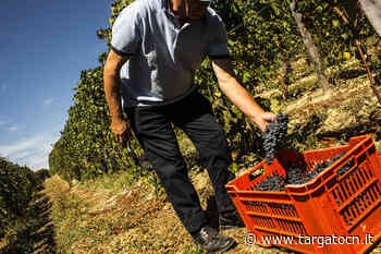 Uve, Coldiretti Cuneo: "L'incognita prezzi minaccia la competitività del sistema vitivinicolo" - TargatoCn.it