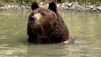 WATCH:  Watch this bear take a refreshing dip at a wildlife sanctuary