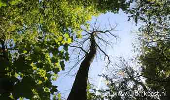 Gevaarlijk essen op Landgoed Nijenburg worden gekapt - Uitkijkpost Media B.V.