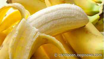 St Lucia resumes shipping bananas to UK | Loop Caribbean News - Loop News Caribbean