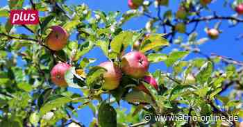 Heppenheim: Vorfreude auf ein „richtig gutes Apfeljahr“ - Echo Online