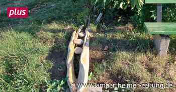 Lampertheim: Vandalismus am neuen Skulpturenweg - Lampertheimer Zeitung