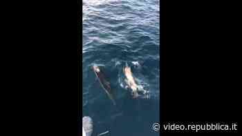 La danza dei delfini tra Ischia e Capri - Repubblica TV