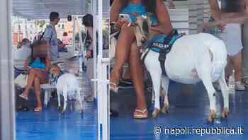 Ischia, in vacanza con la capra: “L'ho salvata dal macello, siamo inseparabili” - La Repubblica